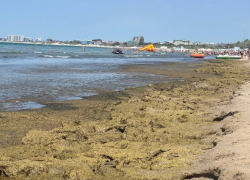 Зеленые берега: на пляжах Анапы снова много камки и желтые флаги