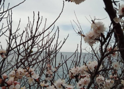 В День Вербного Воскресенья в Анапе малооблачно