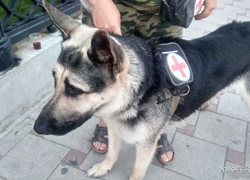 Собака-волонтер спасает людей в Анапе