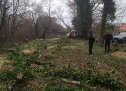 Более 20 млн рублей получит мэрия Анапы за вырубленные в Сукко деревья