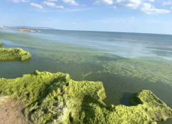 Водоросли в Анапе защищают уникальные дюны от разрушения