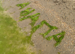  «Цветет и пахнет»: эколог объяснил раннее цветение воды у берегов Анапы