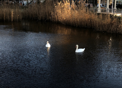 В день яблони в Анапе пасмурно и дождливо