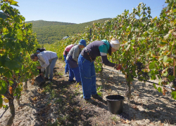 Уборка винограда в Анапе на стадии завершения