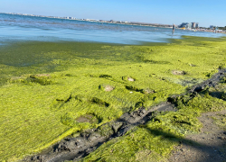 «Черное вонючее море»: туристы отказываются посещать Центральный пляж Анапы