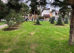 До конца года в Анапе высадят 5 тысяч деревьев и кустарников