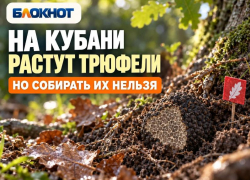 На Кубани растут трюфели: где их находят и почему нельзя собирать