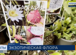 В Анапе прошла выставка редких и экзотических растений