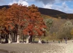 Пожелания анапчан услышаны: вокруг уникальных кипарисов в Сукко ставят ограждение