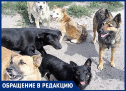 Стаи бездомных собак заполонили Центральный пляж Анапы