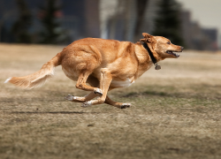 Почему в Анапе собаки убегают от хозяев?