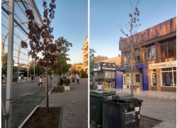 «Опустел тот клён»: очередные высохшие деревья на улицах Анапы 