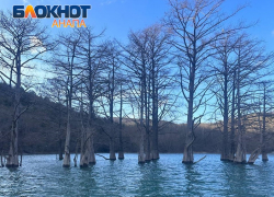 Природа вступила в свои права – анапские кипарисы снова в воде