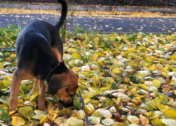 На Кубани могут ожесточить нормы содержания домашних животных