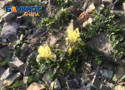 Оживление природы: что цветет в марте в окрестностях Анапы