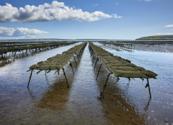 Санкции мидиям не помеха: их производство на Кубани выросло на 24% благодаря предприятиям Анапы и Сочи