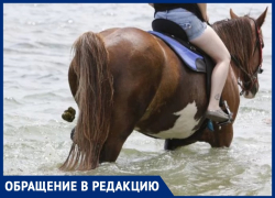 «Уже какой день наблюдаем эту картину»: отдыхающие просят убрать лошадей с пляжа