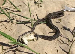 В Витязевских барханах под Анапой змеи ловят лягушек и едят их