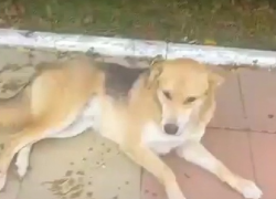 Представители "Паруса" в Анапе прокомментировали ситуацию с отравленными собаками