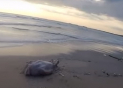 Видео: море унесло еще одну жизнь в Анапе 