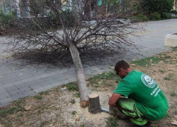 В центре Анапы продолжают убирать сухие ветки и деревья
