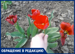 В Анапе семья из трёх человек обчистила чужую клумбу