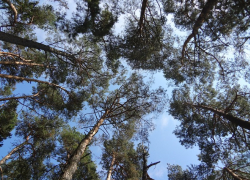 Стали известны дата и время общественных слушаний по поводу лесопаркового пояса Анапы