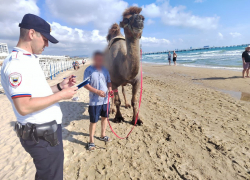 В Анапе оштрафовали владельца верблюда