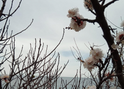 В День гречки в Анапе опять серо и дождливо