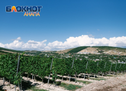 На Кубани - в том числе и в Анапе - растет спрос на работников винодельческой отрасли