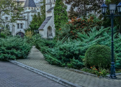 В Анапе женщина украла куст можжевельника и попала на камеры