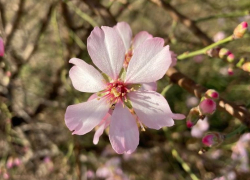 В день морковного торта в Анапе пасмурно