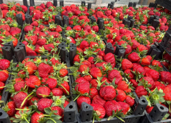 Мартовская клубника заполонила рынки Анапы: обзор цен