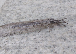 Что за каракули на песке: в Анапе заметили муравьиного льва