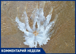 В Анапе наблюдается нашествие медуз в море?