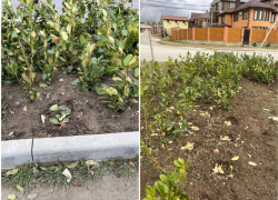 Сами себе вредим: в Анапе вредители украли недавно посаженные растения