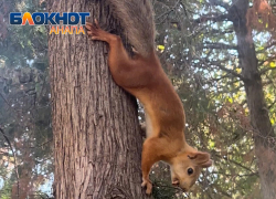 Из-за неправильного кормления в Анапе массово погибают белки