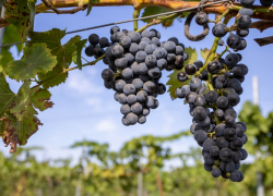 Как непогода повлияет на урожай винограда в Анапе – эксперты
