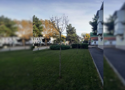 Обновление засохших деревьев обойдется анапчанам в 37 миллионов рублей