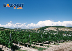 В Анапе откроют питомник мощностью 1 миллион саженцев в год 