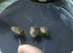 В двух селах под Анапой объявлен карантин