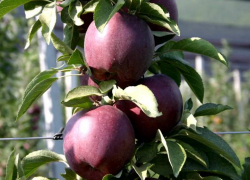 В преддверии субботника анапчанам раздают 2000 саженцев яблони