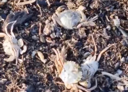 В Анапе выбрасываются на берег крабы и рапаны