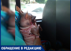 Анапчанку с собачкой не пустили в автобус – Светлана Александровна возмущена