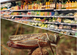 Усики и лапки: в анапских магазинах могут появится продукты из насекомых