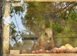 Беличий городок: в Анапе выпустили новых пушистых зверьков