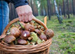 За сбор ягод и грибов рядом с Анапой хотят ввести налог