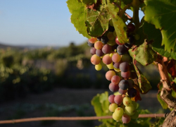 За пять лет в Краснодарском крае произвели 1,5 млрд бутылок вина – в частности в Анапе