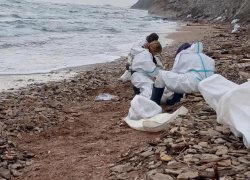 На побережье Темрюкского района волонтеры нашли новый мазут и мертвых дельфинов