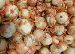 «Овощи все гнилые – вонь на весь магазин» – анапчане жалуются на качество продуктов